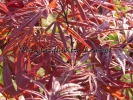 Acer palmatum "Peve Dave"