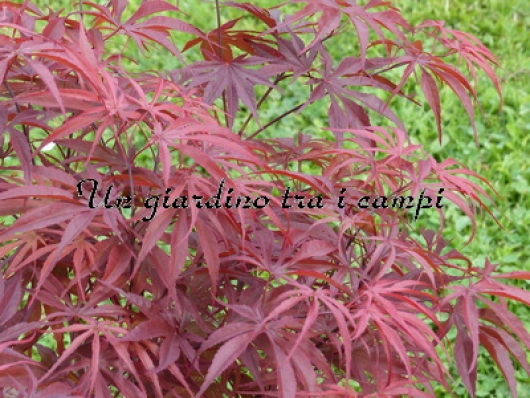 Acer palmatum "Peve Dave"