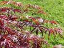 Acer palmatum "Peve Dave"