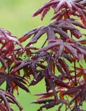 Acer palmatum "Peve Starfish"
