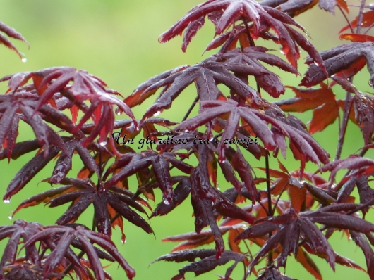 Acer palmatum "Peve Starfish"