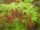 Acer palmatum "Nishiki Gawa""