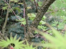 Acer palmatum "Nishiki Gawa""