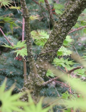 Acer palmatum "Nishiki Gawa""
