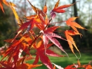 Acer palmatum "Nishiki Gawa""