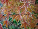 Acer palmatum "Nishiki Gawa""