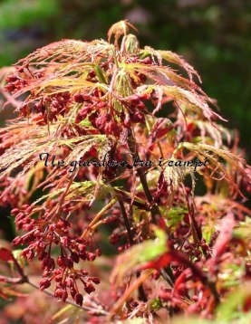 Acer palmatum "Pink filigree"