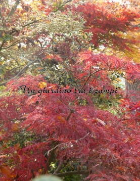 Acer palmatum "Pink filigree"
