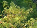 Acer palmatum "Red Autumn Lace" Acer palmatum "Red Autumn Lace"