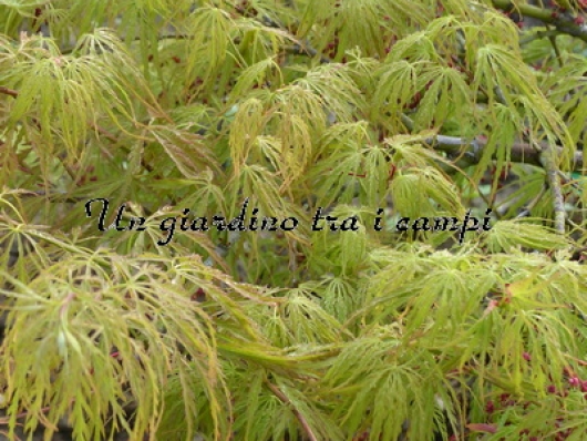 Acer palmatum "Red Autumn Lace" Acer palmatum "Red Autumn Lace"