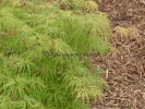 Acer palmatum "Red Autumn Lace" Acer palmatum "Red Autumn Lace"