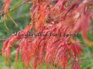 Acer palmatum "Red Autumn Lace"