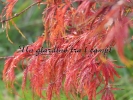 Acer palmatum "Red Autumn Lace" Acer palmatum "Red Autumn Lace"