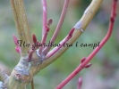 Acer xConspicuum "Red Flamingo" Acer xConspicuum "Red Flamingo"