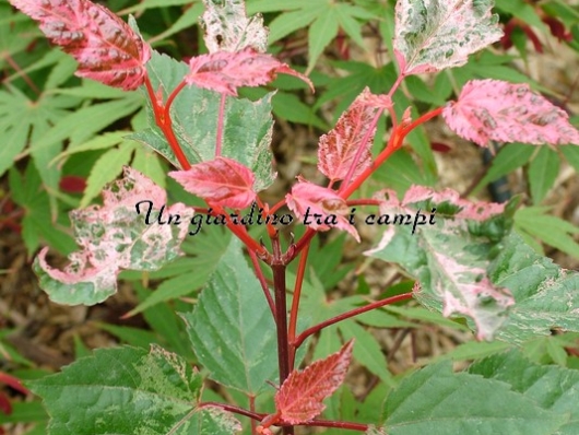 Acer xConspicuum "Red Flamingo" Acer xConspicuum "Red Flamingo"