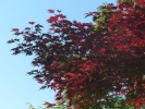Acer palmatum "Red flash"