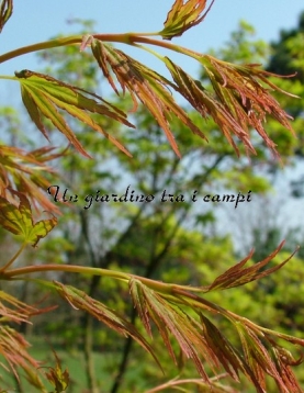 Acer palmatum "Ryoku ryuh"