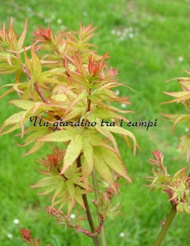 Acer palmatum "Ryuhzu"