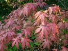 Acer palmatum "Rugose select"