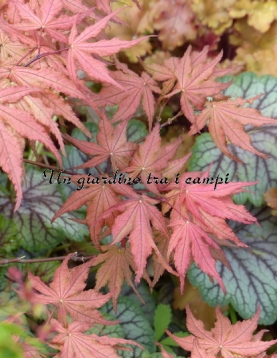 Acer palmatum "Rugose select"