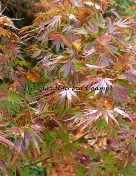 Acer palmatum "Ryoku ryuh"