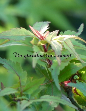 Acer palmatum "Ryuhzu"