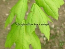 Acer saccharum Acer saccharum