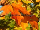 Acer saccharum Acer saccharum