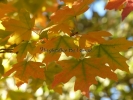Acer saccharum Acer saccharum