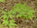 Acer palmatum "Samidare"