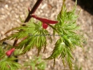 Acer palmatum "Seiryuh"