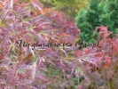 Acer palmatum "Seiryuh"