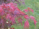 Acer palmatum "Seiryuh"