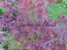 Acer palmatum "Seiryuh"