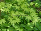 Acer palmatum "Shigitatsu sawa"