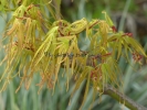 Acer palmatum "Shinobu ga oka "