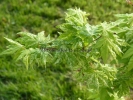 Acer sieboldianum "Kumoi Nishiki"