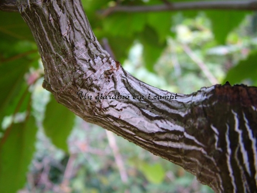 Acer XConspicuum "Silver Vein"
