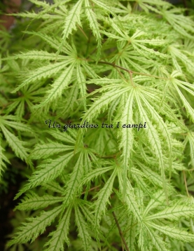 Acer palmatum "Sister Ghost"