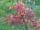 Acer palmatum "Skeeter's broom"