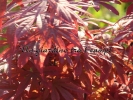Acer palmatum "Skeeter's broom"