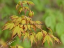 Acer palmatum "Sode Nishiki"
