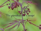 Acer palmatum "Stella rossa"