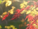 Acer palmatum "Sumi nagashi"
