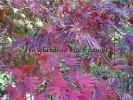Acer palmatum "Sumi nagashi"