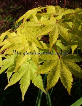 Acer palmatum "Summer gold"
