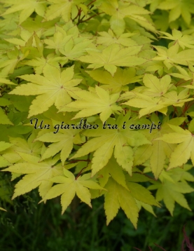 Acer palmatum "Summer gold"