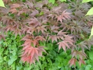 Acer palmatum "Taimin nishiki"