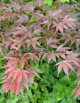 Acer palmatum "Taimin nishiki"