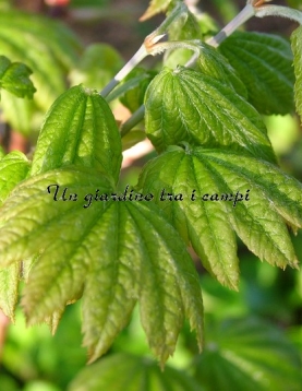 Acer japonicum "Taki no gawa" Acer japonicum "Taki no gawa"